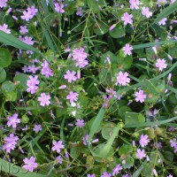 Pink Purslane